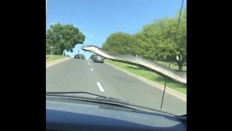Snake on moving car