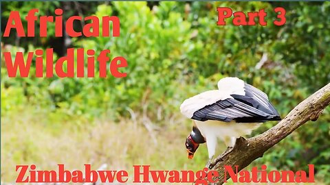 Zimbabwe Hwange National Park-Amazing African wildlife-Nature Relaxing Video With Beautiful Scenery
