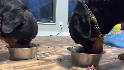 Rottweilers Eating Raw Beef