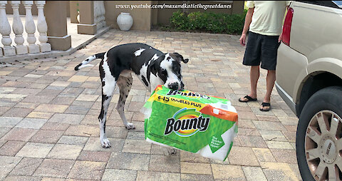 Great Dane has unique style of paper towel delivery