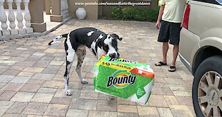 Great Dane has unique style of paper towel delivery