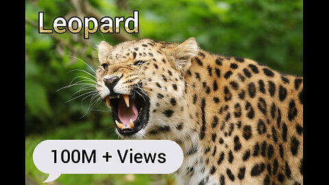 The Magnificent Leopard_ Power, Adaptability.Watch Online Documentry Earth Kaleidoscpe