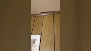Tease: Termite problems