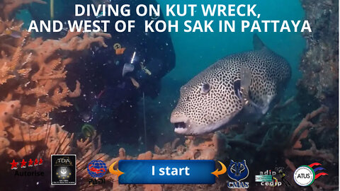 🤿 Diving on kut, and west of koh Sak island near koh larn in Pattaya
