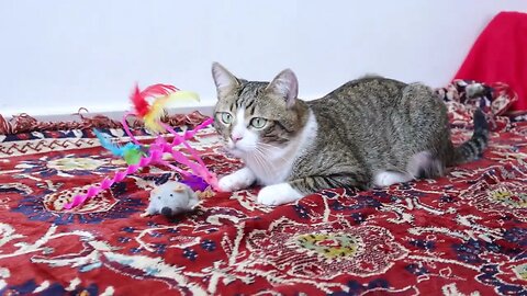 Cute Tabby Cat Sits on the Carpet