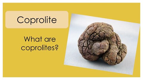 Learn About Coprolites | Science Activities | Hands-On Education