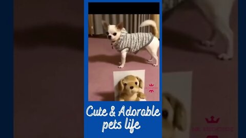 Funny pets life 2022 #short