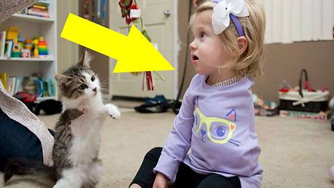 When You See Who Adopted This 3 Legged Kitten You Will Cry!