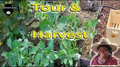 Garden Tour & Harvest