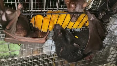 More Mango Seed Magic Using Batty Bathroom Baskets - Behind The Scenes Working In Mandi's Bat Aviary