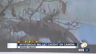Mysterious big cat caught on camera
