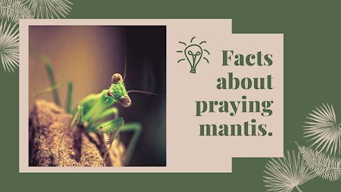 Facts you probably didn't know about Praying Mantis