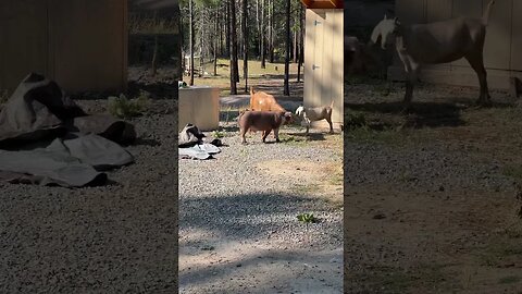 Piglet vs goat. #piggy #piglets #goat #goats #homesteading #countryliving #montana #homesteading