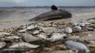 State Of Emergency Declared In Red Tide-Devastated Areas Of Florida