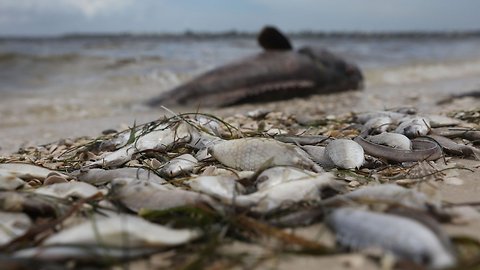 State Of Emergency Declared In Red Tide-Devastated Areas Of Florida