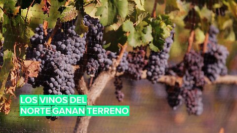 Cambio climático: Los vinos del norte ganan terreno