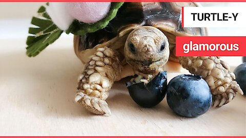 This glamorous tortoise has an extensive Instagram following - and a better wardrobe than you