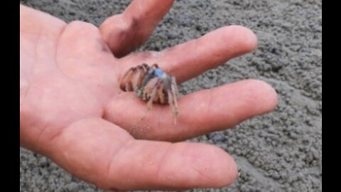 The hermit crab tries to escape with its shell
