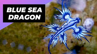 Blue Sea Dragon 🌊 One Of The Most Beautiful Sea Creatures | Glaucus Atlanticus #shorts