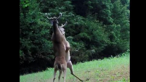 Camera captures epic fight between two bucks in Tennessee