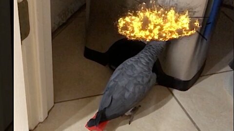 Destructive parrot sets out to totally destroy trashcan