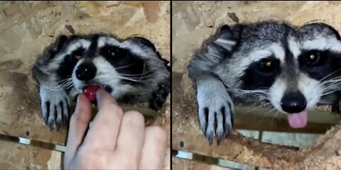 Raccoon eats berries from the hands of the mistress
