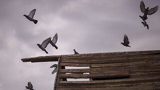 Nearly A Third Of Birds In U.S. And Canada Have Disappeared Since 1970