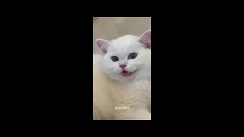 Funniest Cat Ever - Try Not to Laugh - Best of Tiktok 2022 #19