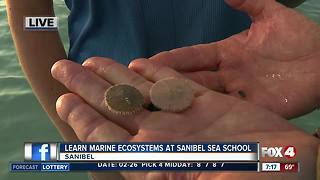 Sanibel Sea School teaches importance of marine life in Southwest Florida - 7am live report