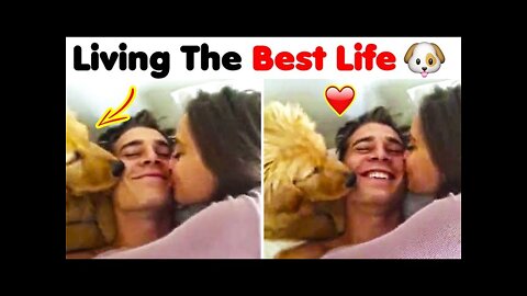You'll Get A Dog After Watching This ❤️️