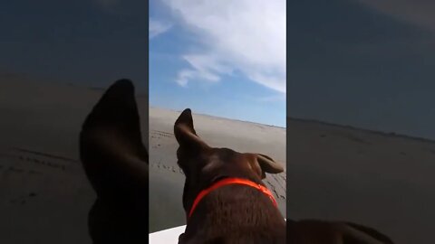 MY DOG TUCKER LOVES BOAT AND BEACH DAY