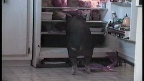 "Pig In Refrigerator Pulls Out - Bacon!"