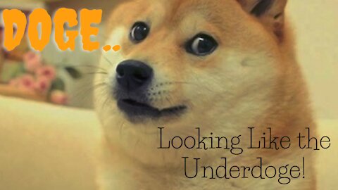 DOGE Looking Like the Underdoge