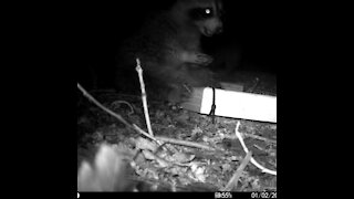 Raccoon sitting and eating and showing his cute foot