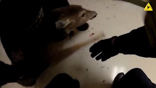 Police Officers rescue deer that crashed through window in nursing home