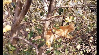 Red cat on the Apple tree