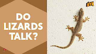 5 most surprising facts about lizards