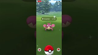 Shiny Compilation