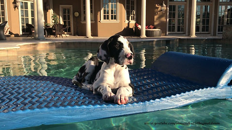 Cool Great Dane Puppy Chills Out In The Pool
