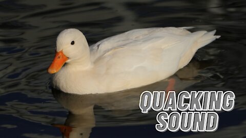 Sound Effects Ducks Quacking Video | Sound Of Duck Bird | Kingdom Of Awais