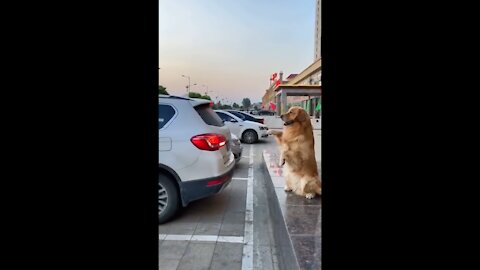 See How a Dog Directs Parking at A Car Park