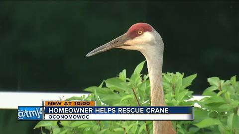 Neighbors help save sandhill crane with plastic wrapped around beak