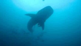 Thaïlande: il parvient à filmer une raie manta ainsi qu'un requin-baleine