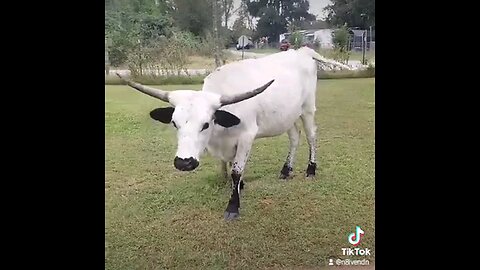 Shitty Cow the Escape Artist