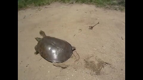 The Fastest Turtle Ever