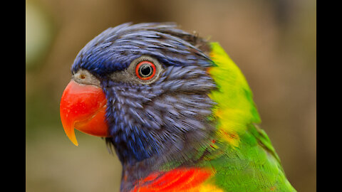 Bird Whispers Into Microphone for 5 Minutes Straight (to cure your sadness) *with subtitles*