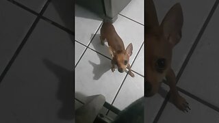 MINHA PINSCHER E SUA VELOCIDADE #shorts #pet #dog