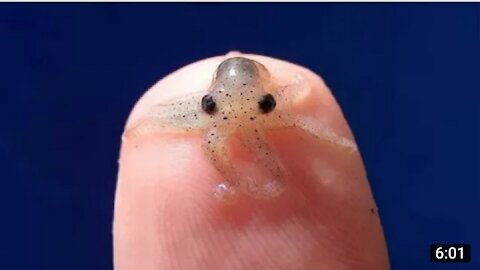 Top 10 smallest Animals in The World