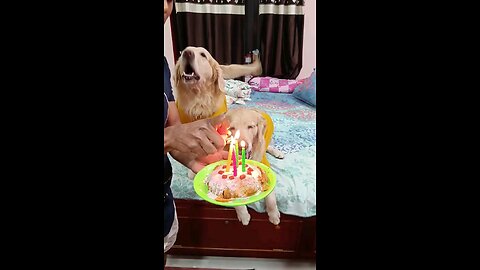 doggy birthday celebration with cake