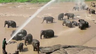 Foreldreløse elefanter får seg en dusj!